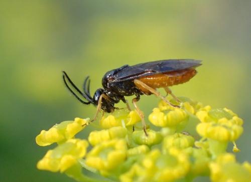 Sterictiphorinae